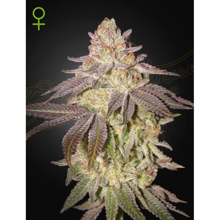 Black Toffee Auto