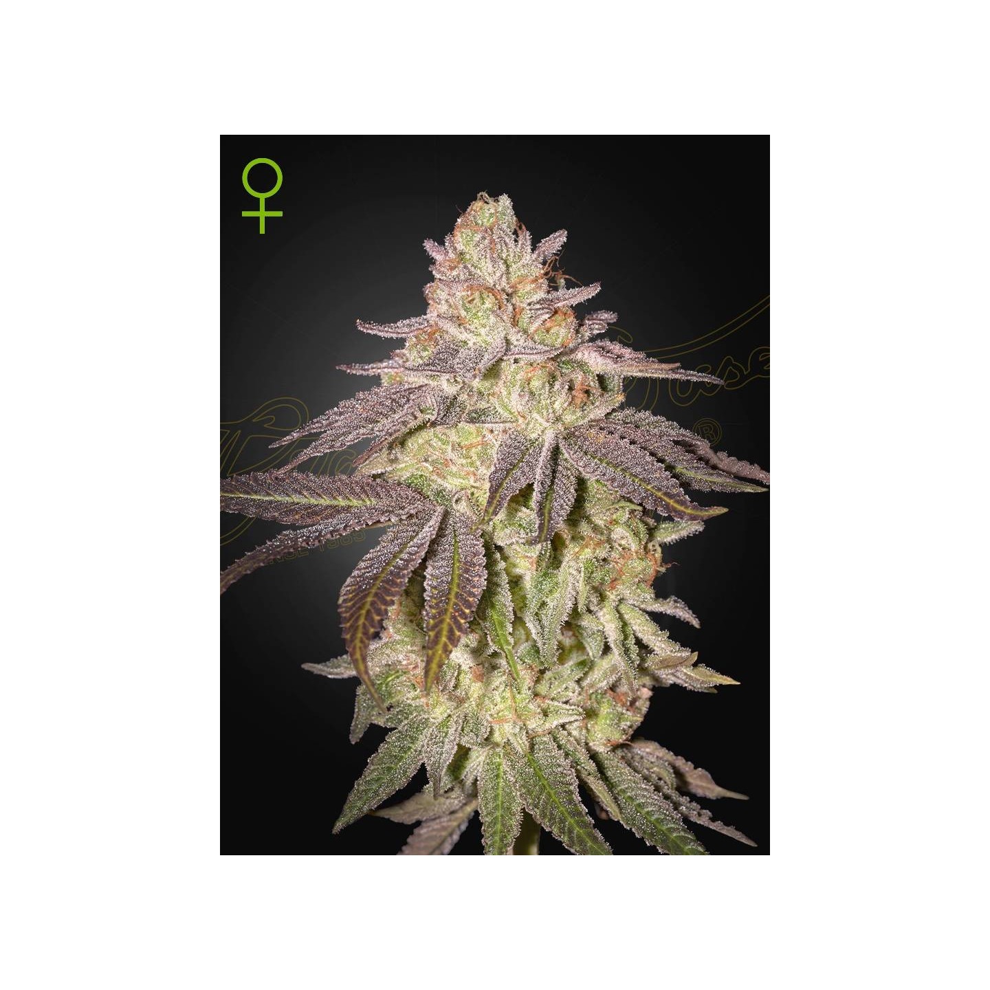 Black Toffee Auto