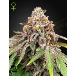 Blue Haze x Gelato 41 Auto