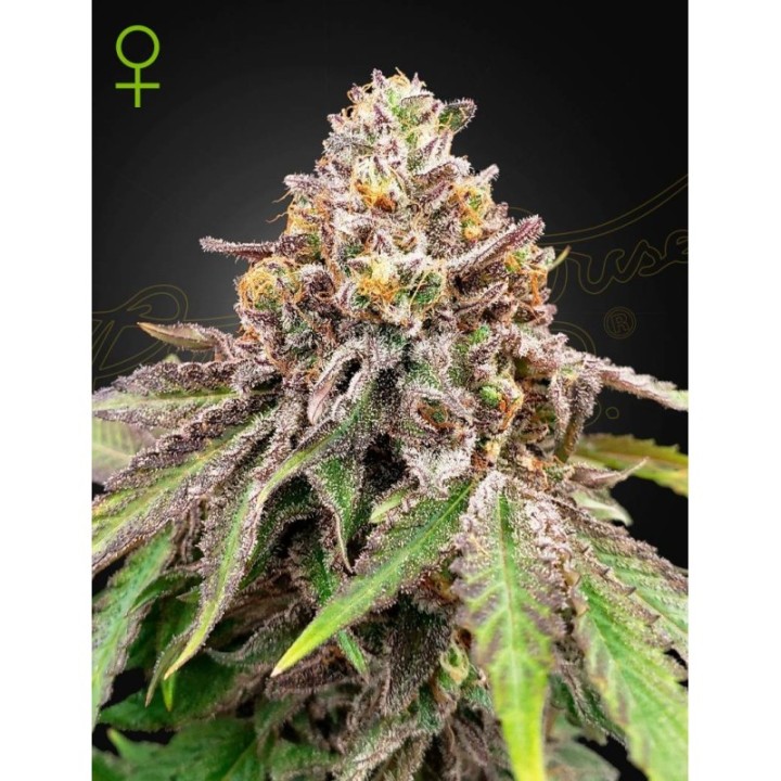 Blue Haze x Gelato 41 Auto