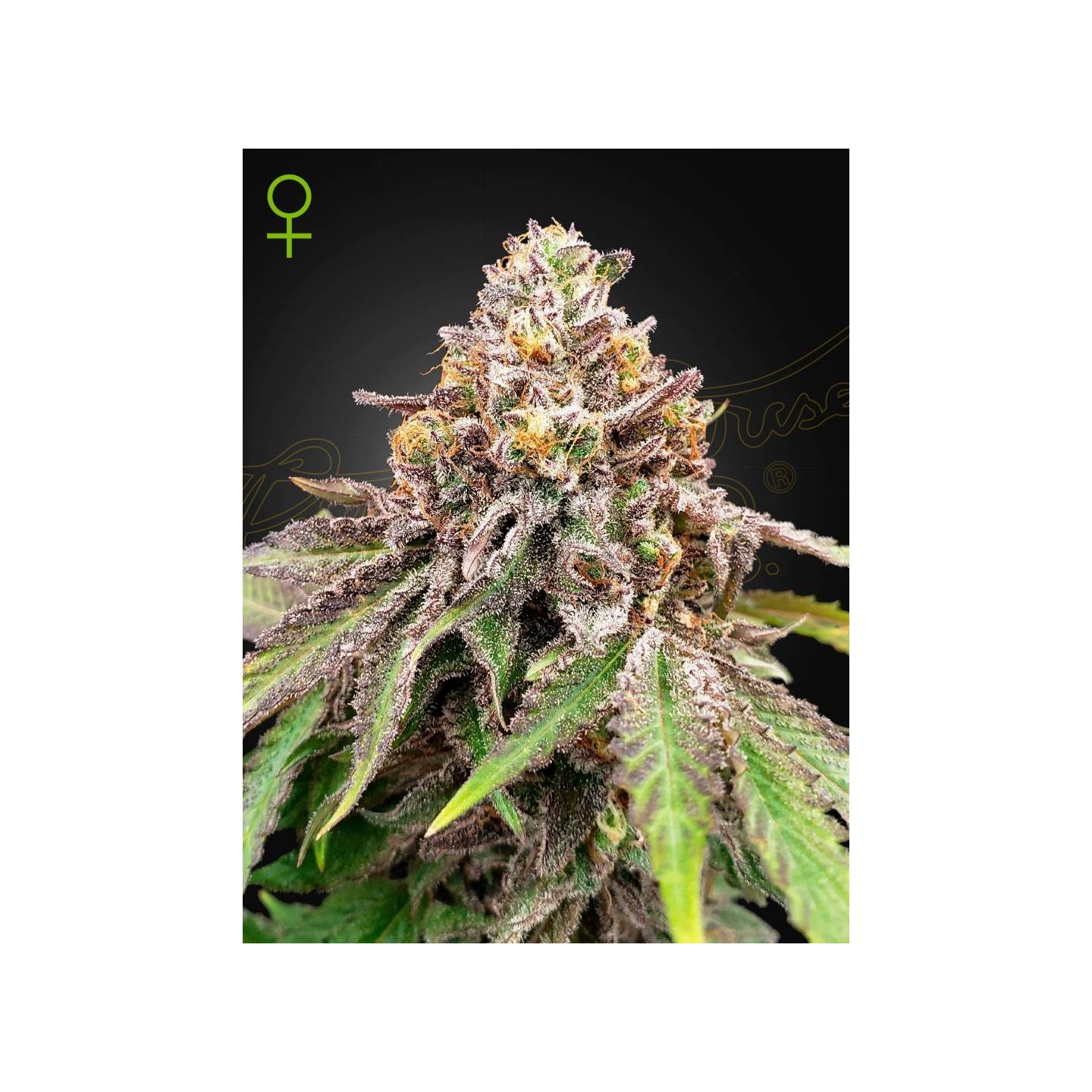 Blue Haze x Gelato 41 Auto