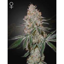 Highcloudz