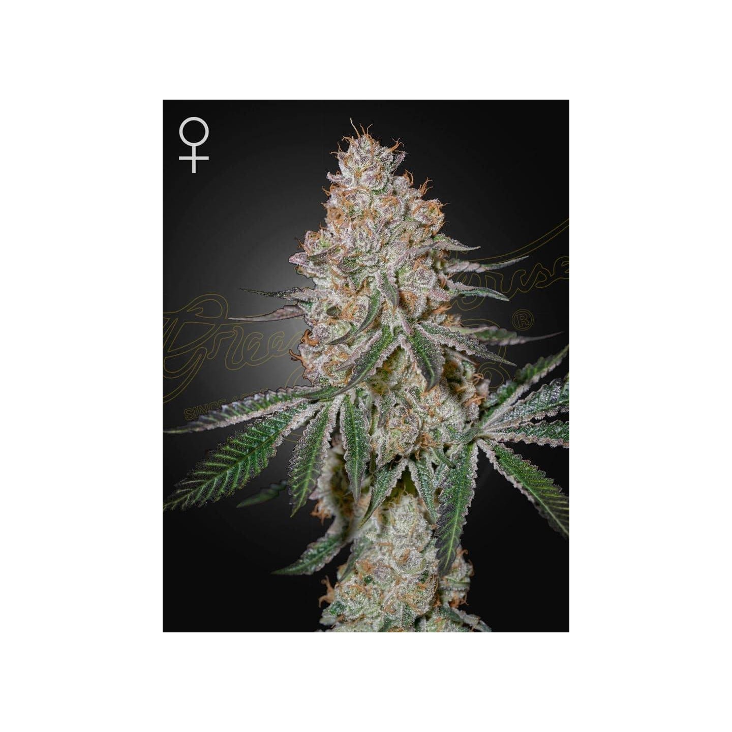 Highcloudz