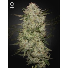 Highcloudz Auto