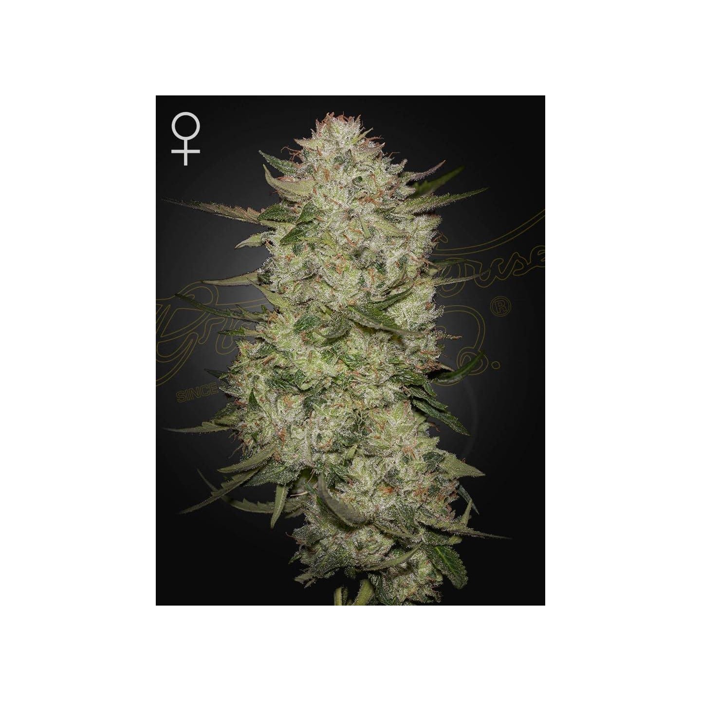 Highcloudz Auto