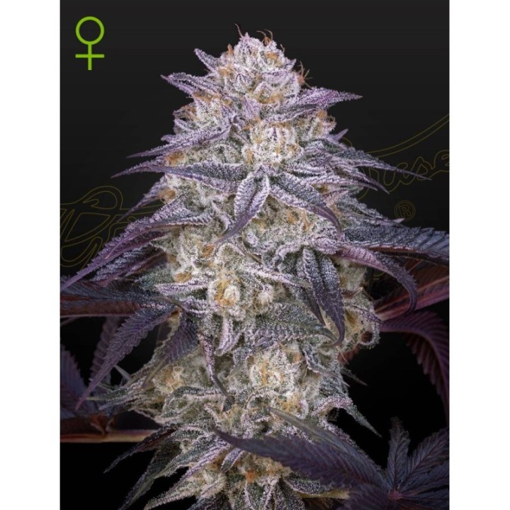 King's Juice Auto