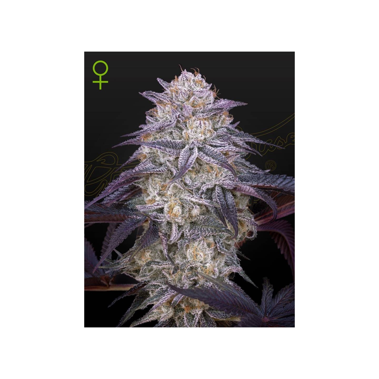 King's Juice Auto