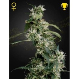 Mango Haze AUH 2