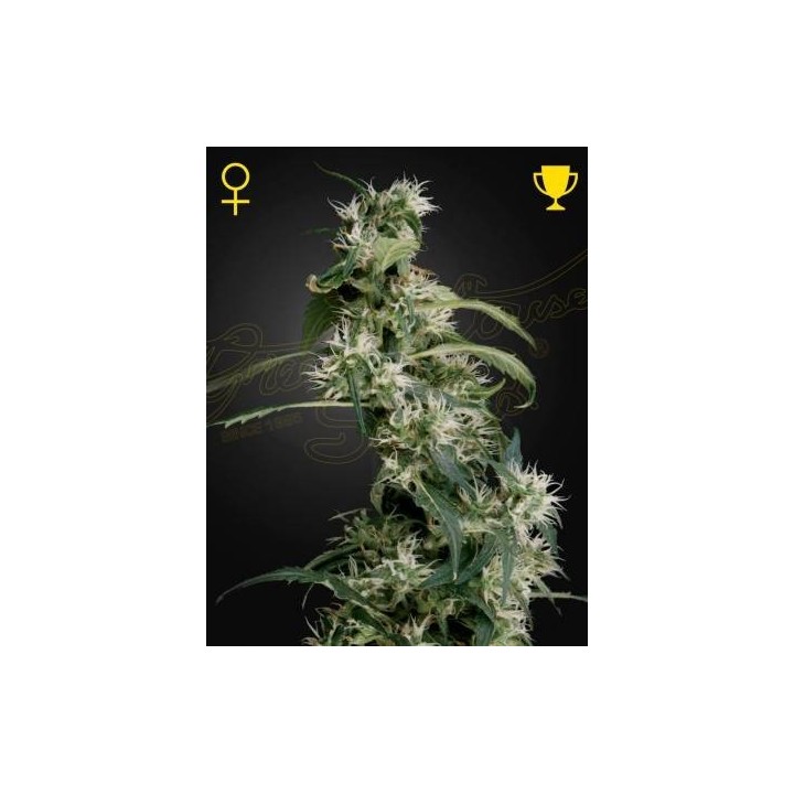 Mango Haze AUH 2