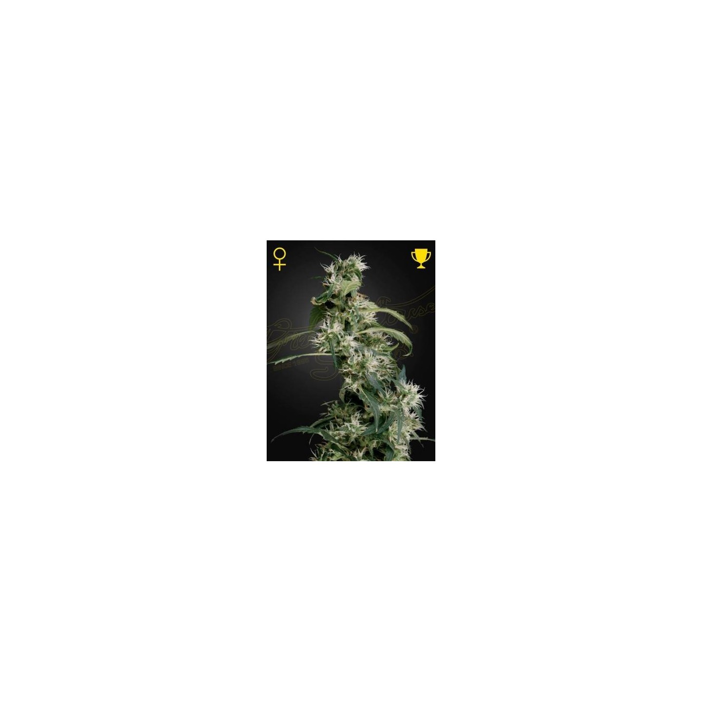 Mango Haze AUH 2