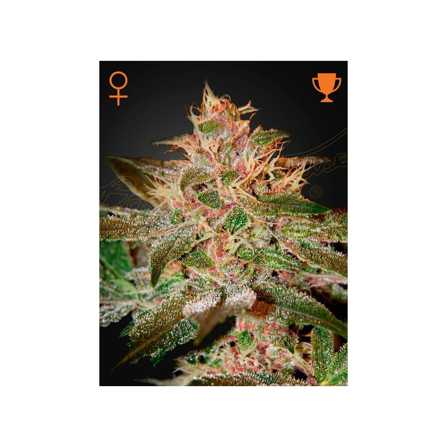 Pure Kush