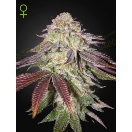 Sugarlato Auto