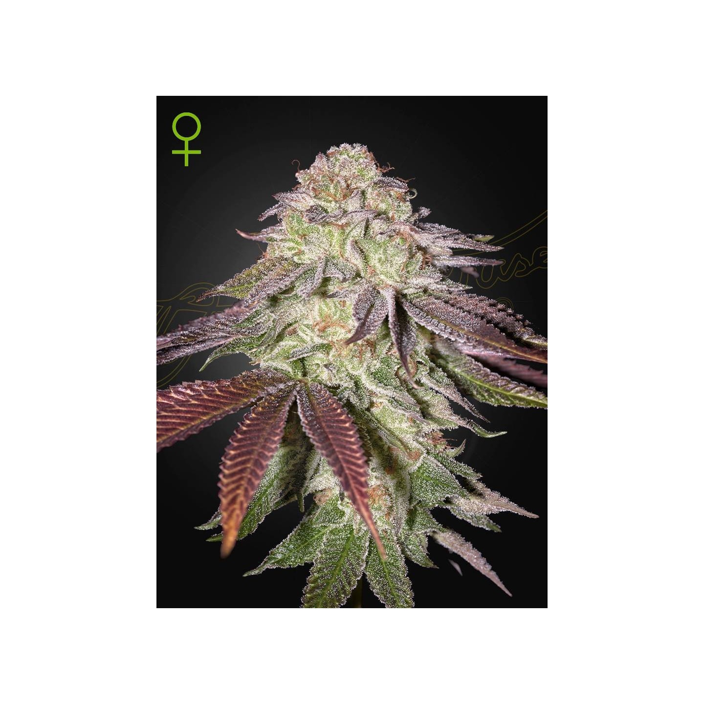 Sugarlato Auto
