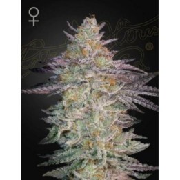 Super Lemon Haze X GMO