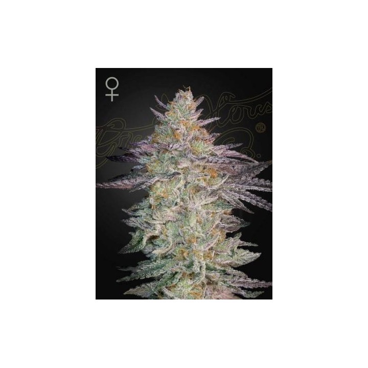 Super Lemon Haze X GMO