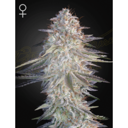 Super Lemon Haze X Pink Candy
