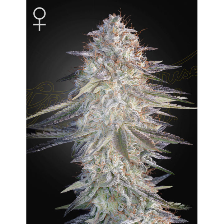 Super Lemon Haze X Pink Candy