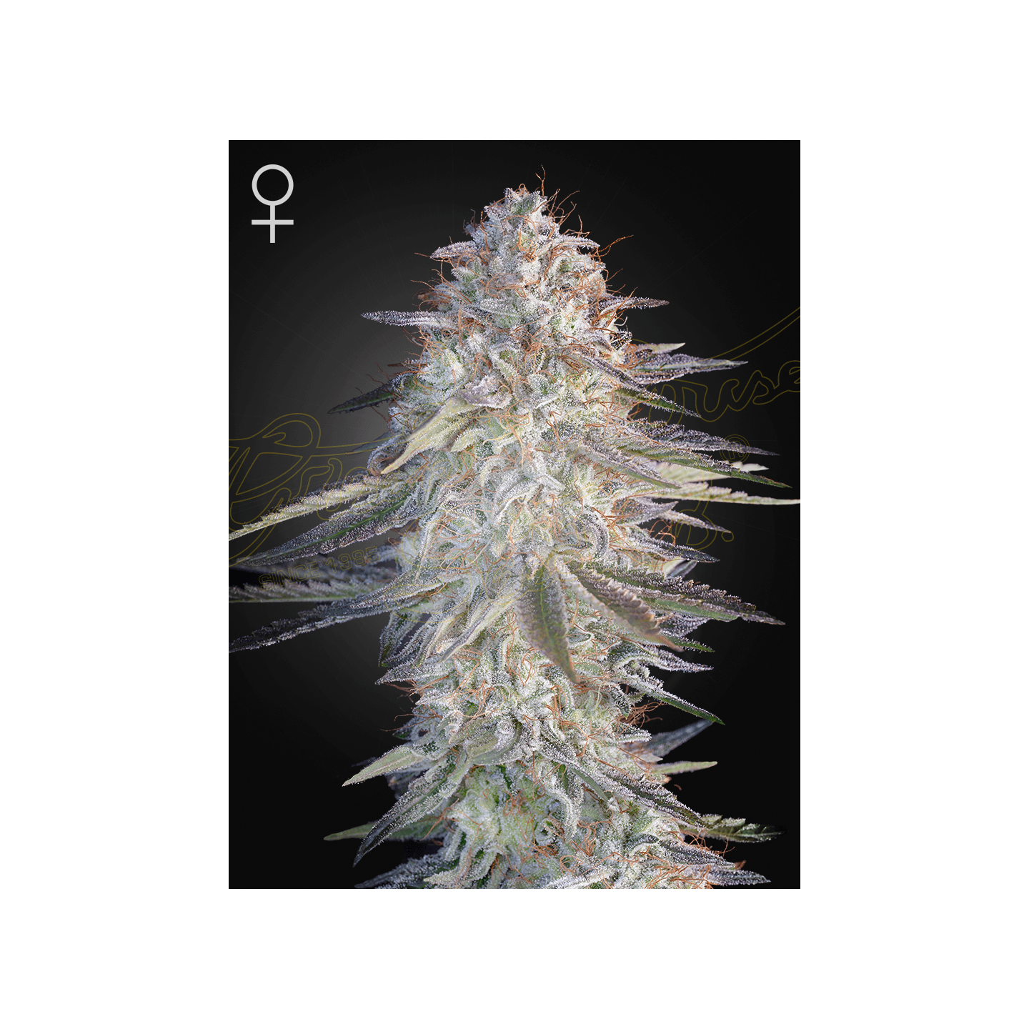 Super Lemon Haze X Pink Candy