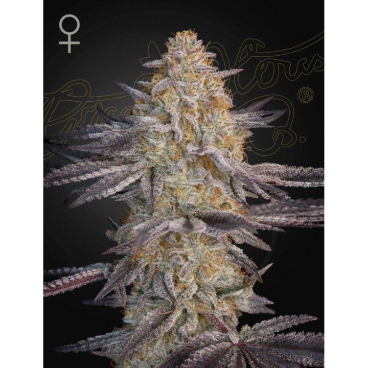 Super Lemon Haze X RS11