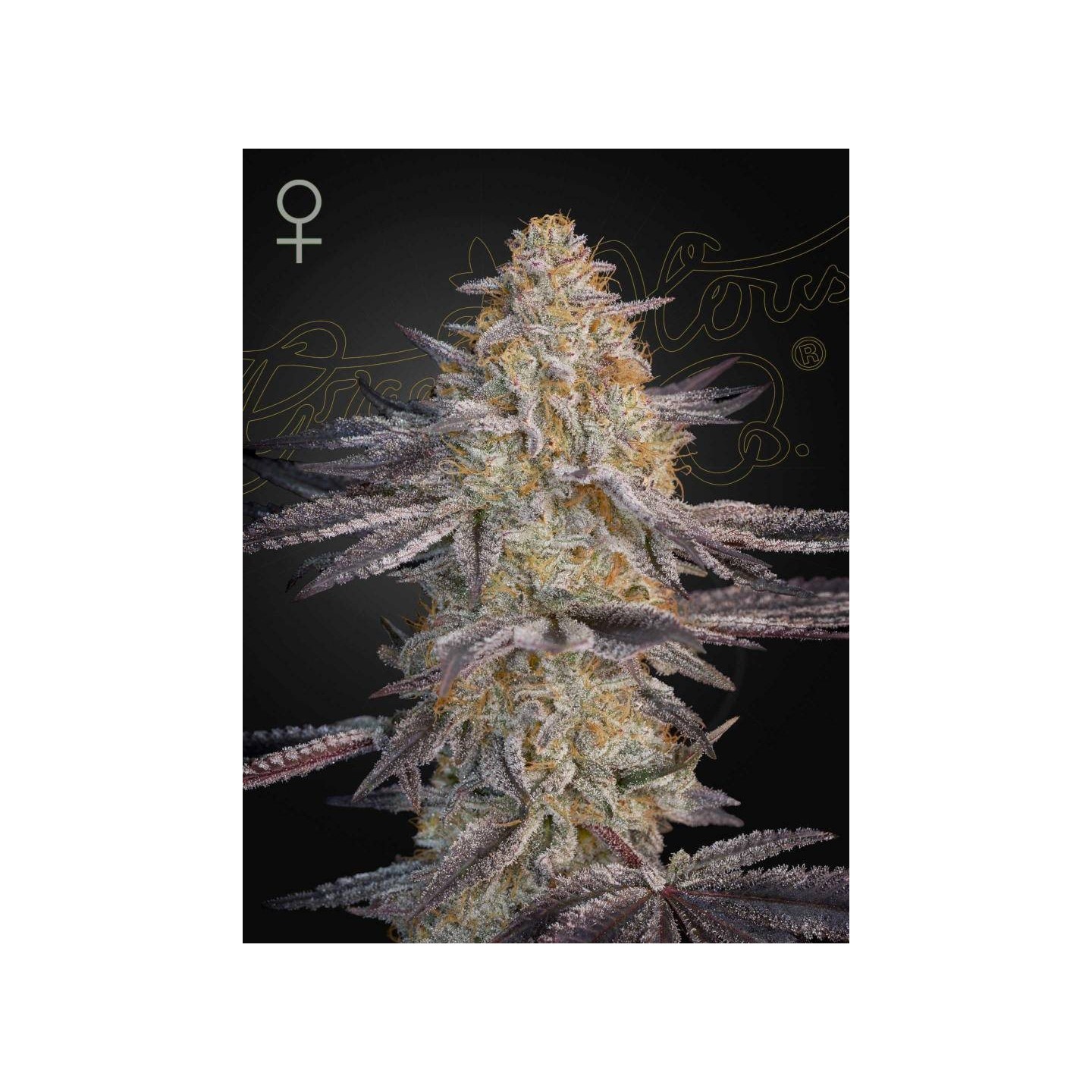 Super Lemon Haze X RS11