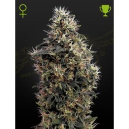 Sweet Mango Auto