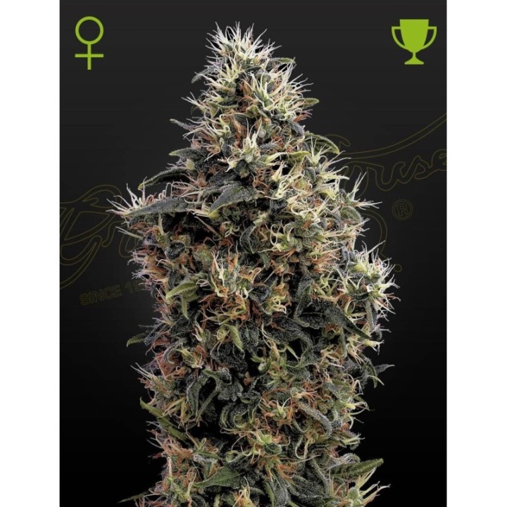 Sweet Mango Auto