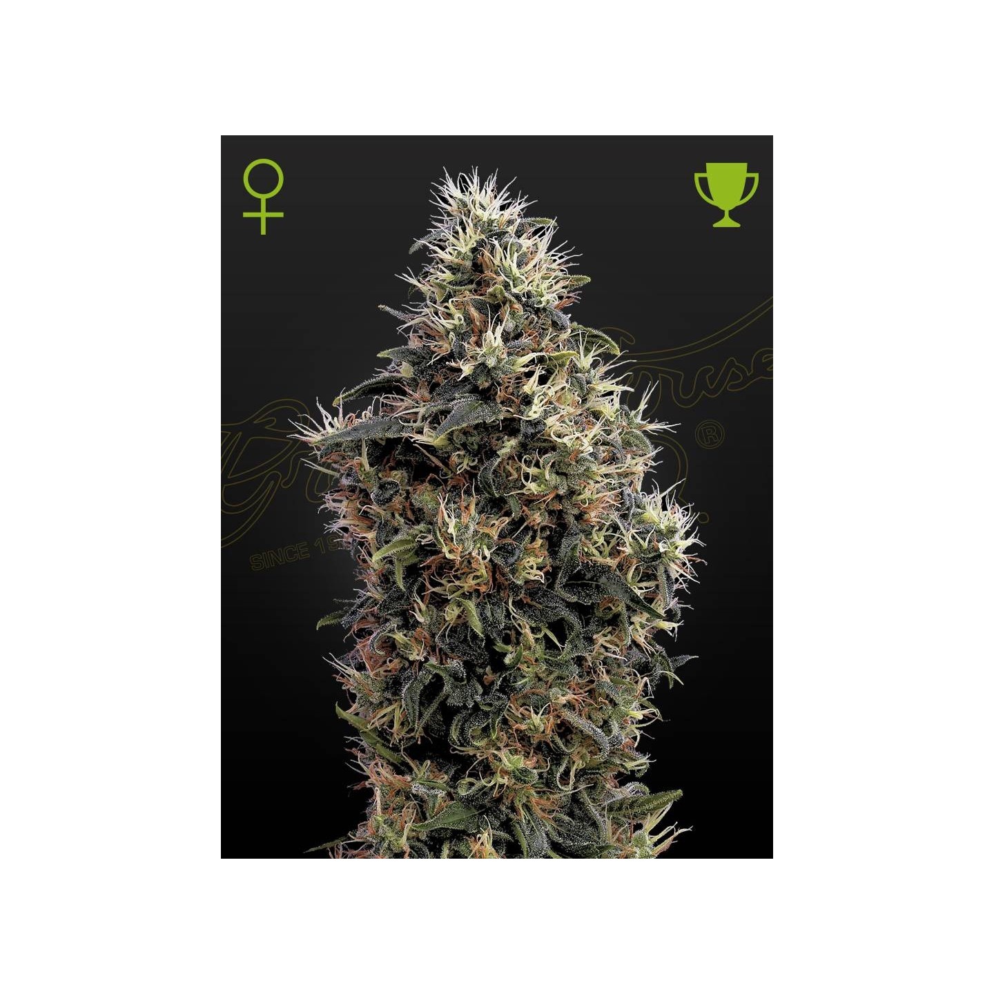 Sweet Mango Auto