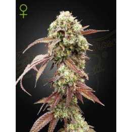West Coast OG X Gelato 41Auto