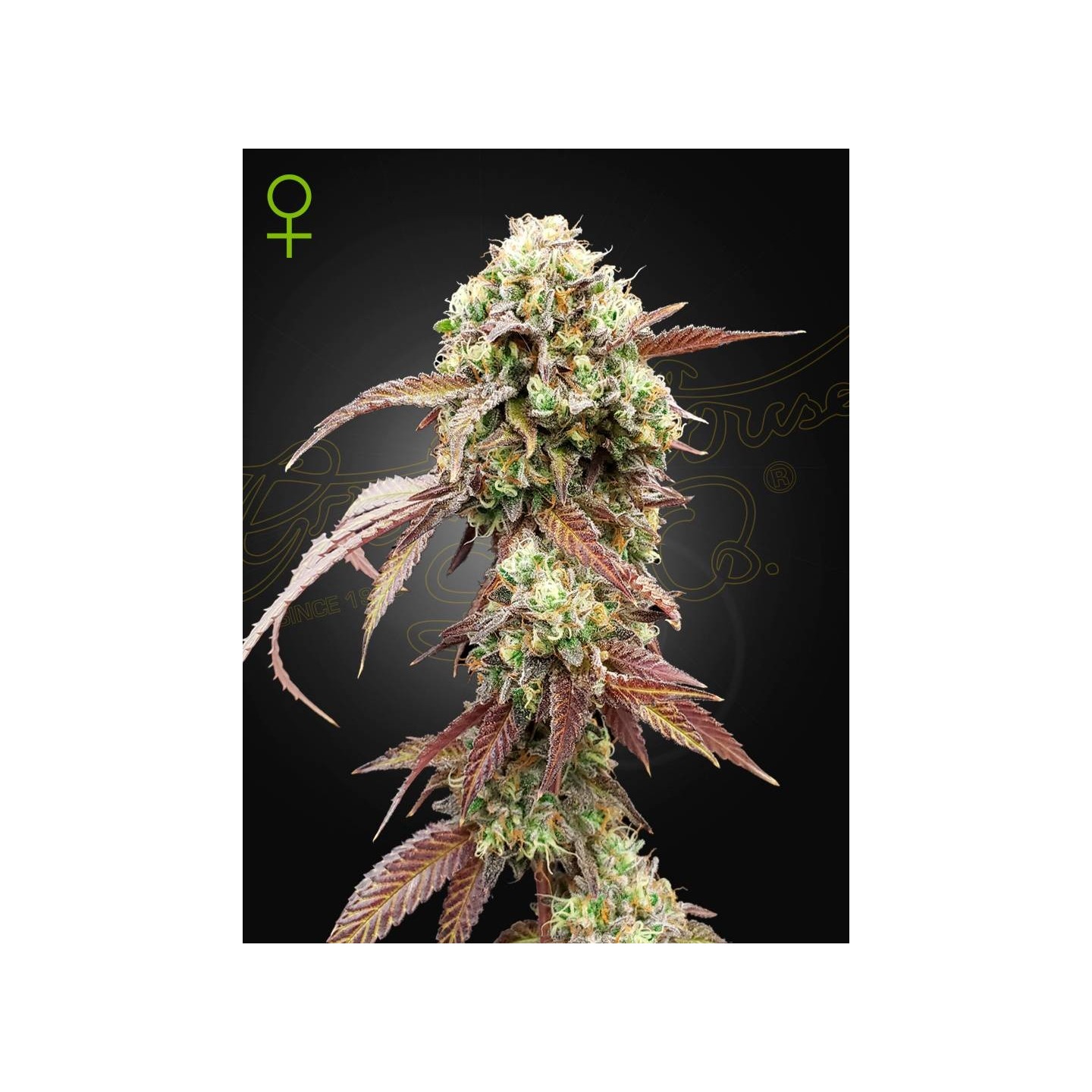 West Coast OG X Gelato 41Auto