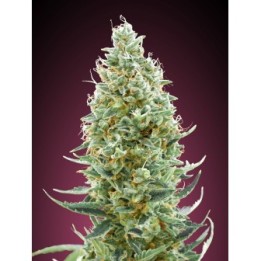 Amnesia Fast