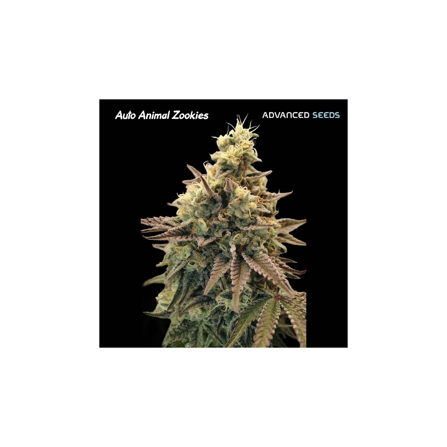 Animal Zookies Auto