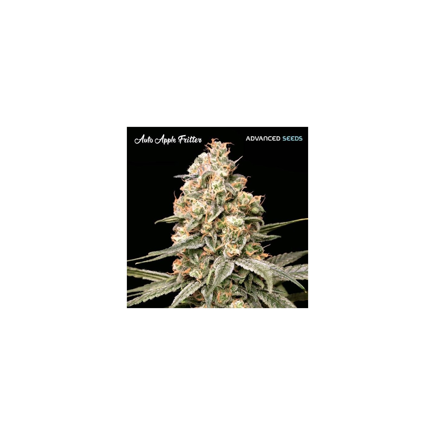 Apple Fritter Auto
