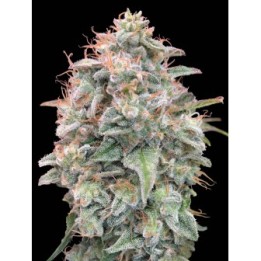 Banana Cookies Auto
