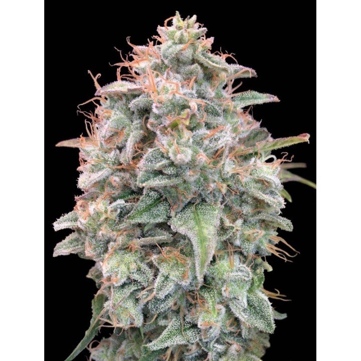 Banana Cookies Auto