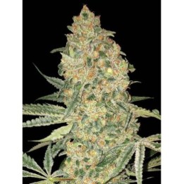 Bruce Banner XXL Auto