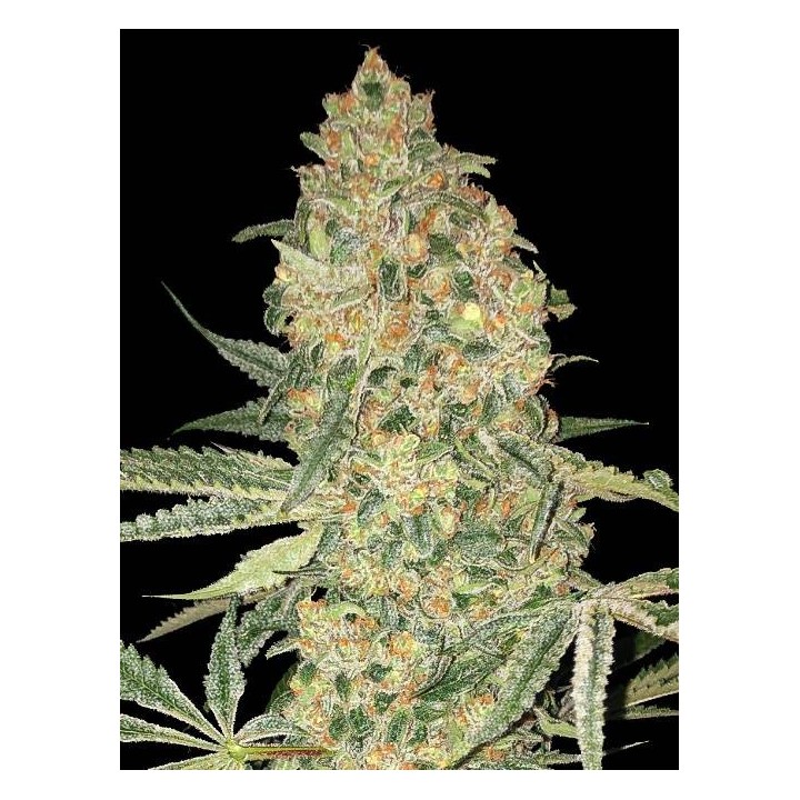 Bruce Banner XXL Auto