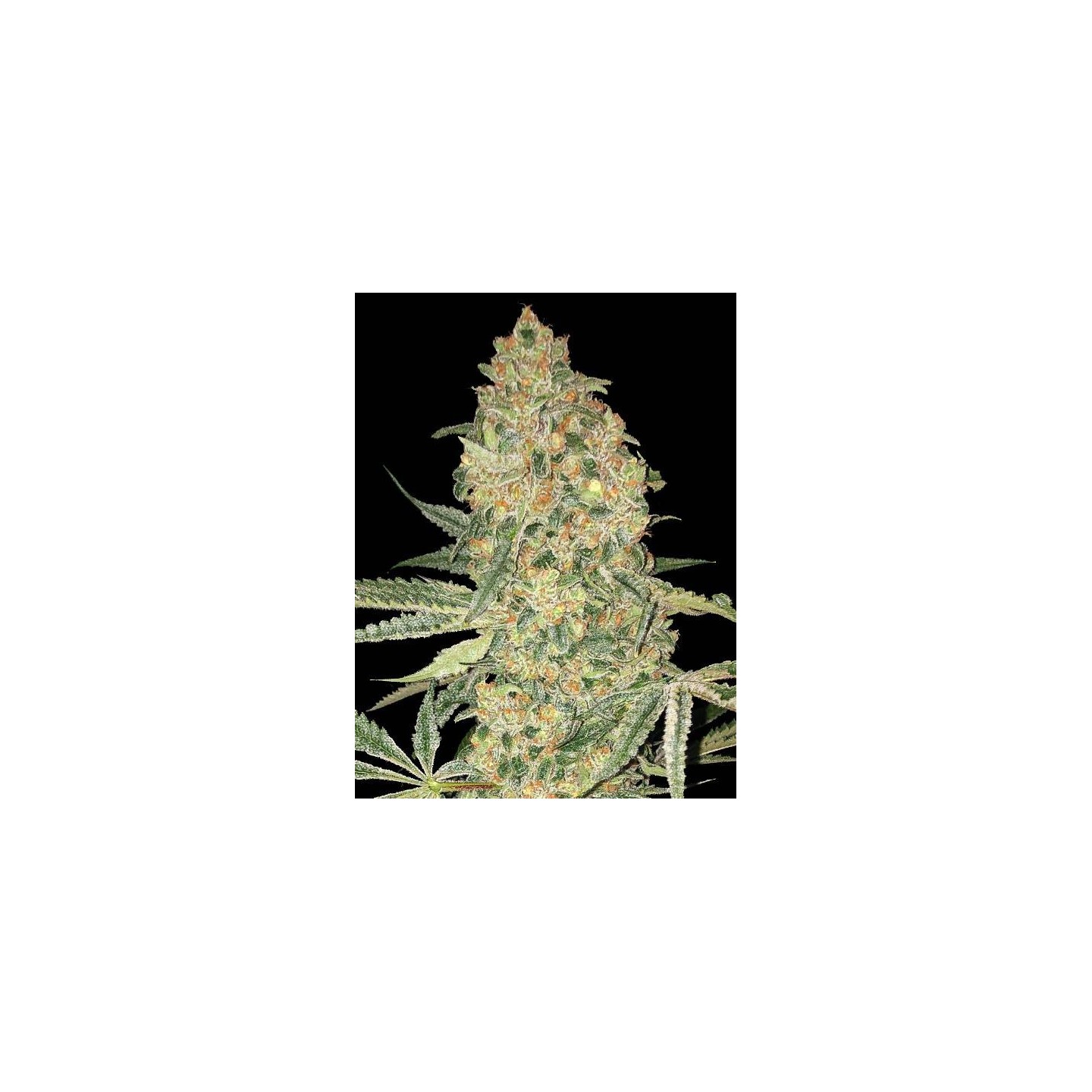 Bruce Banner