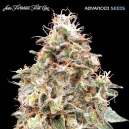 Forbidden Fruit Auto