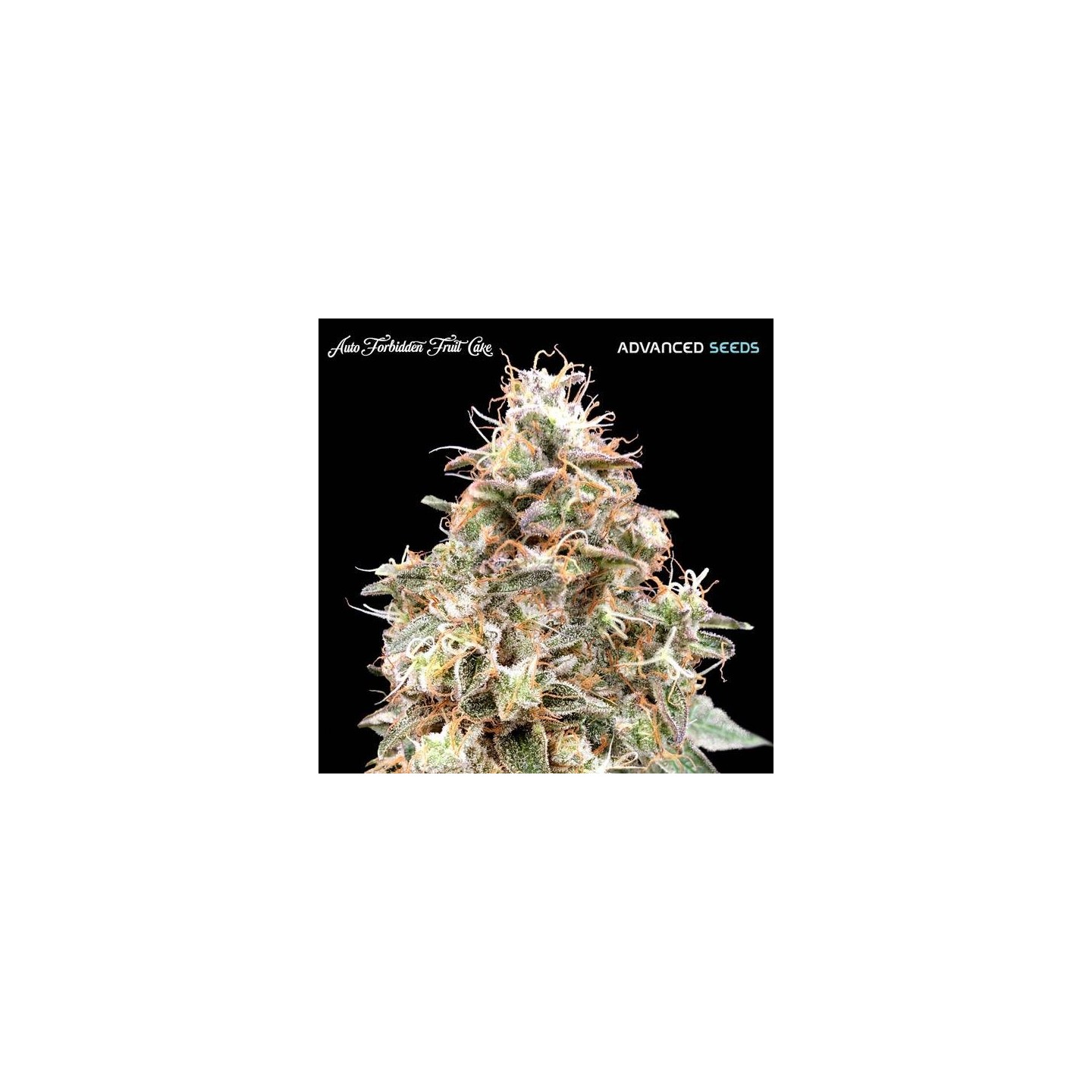 Forbidden Fruit Auto