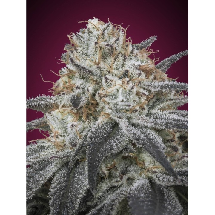 Slurricane Auto