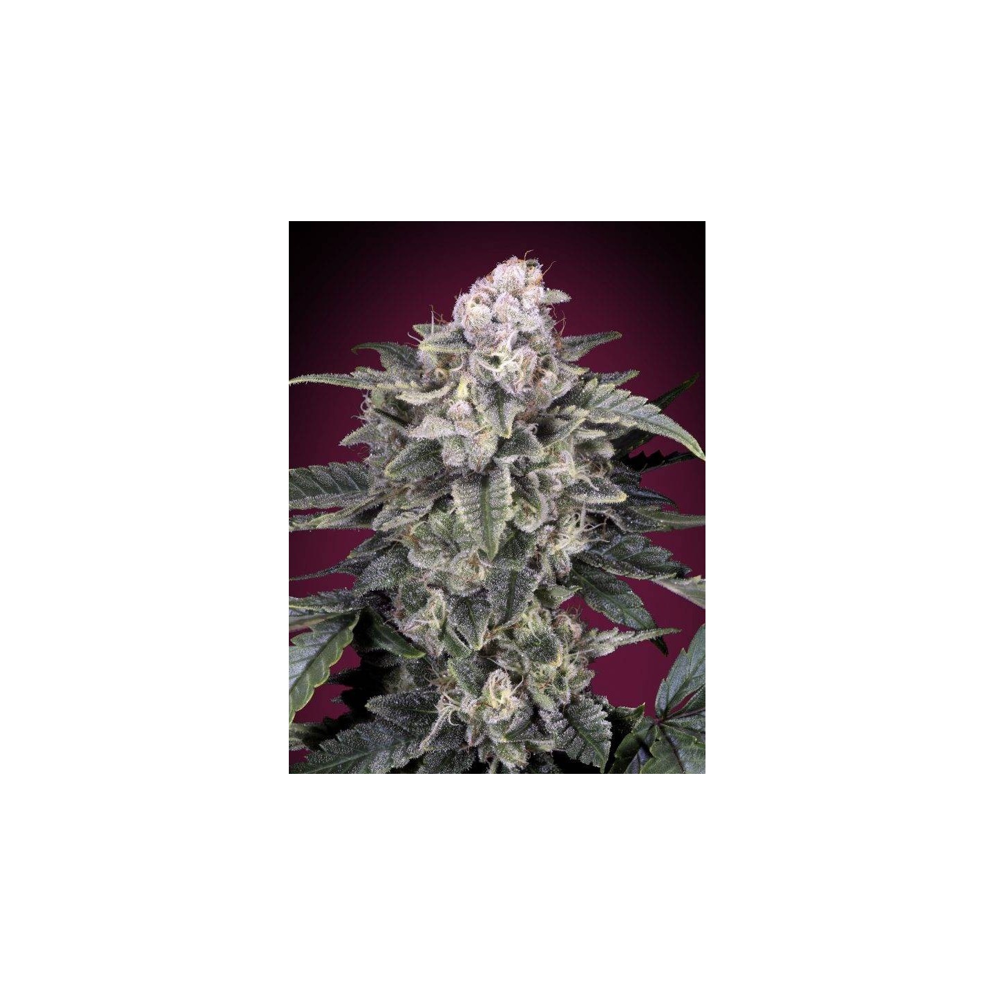 Slurricane