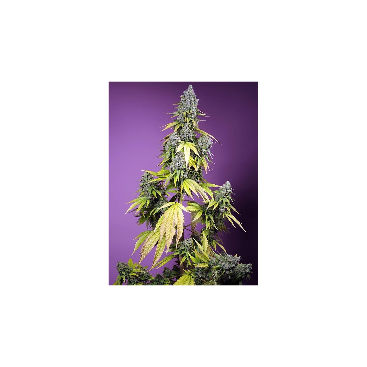Jet Fuel Mandarine XL Auto