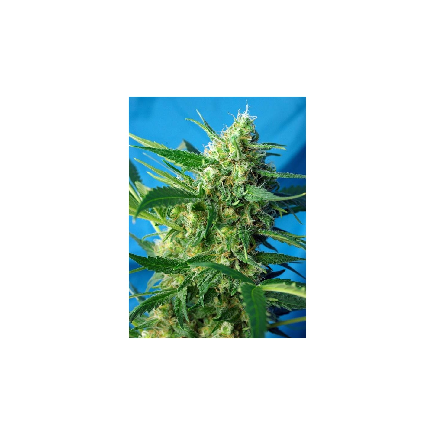 NYC Diesel Auto