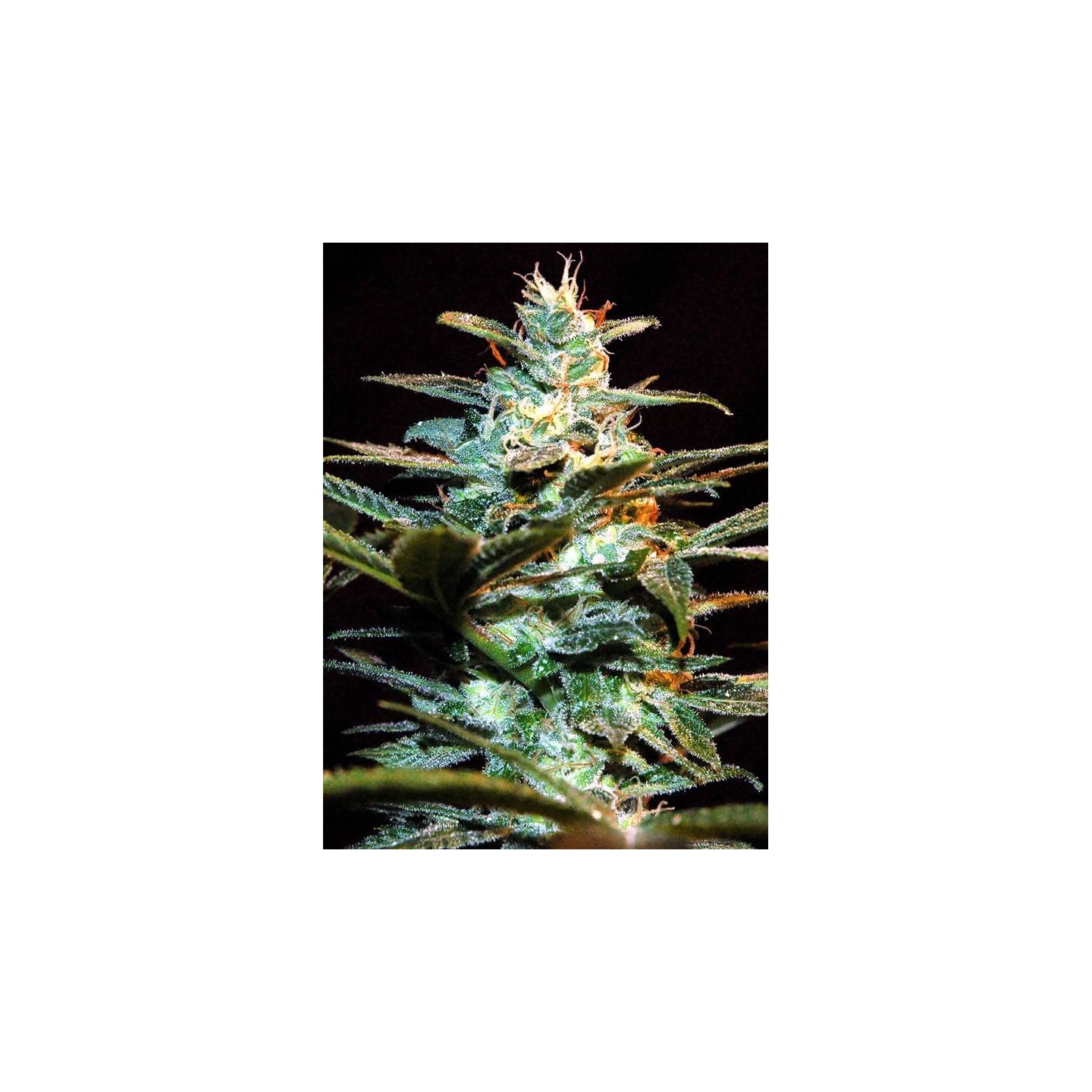 NYC Diesel