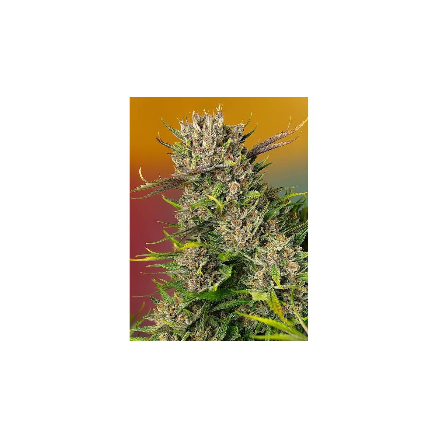 Papaya Zoap Auto