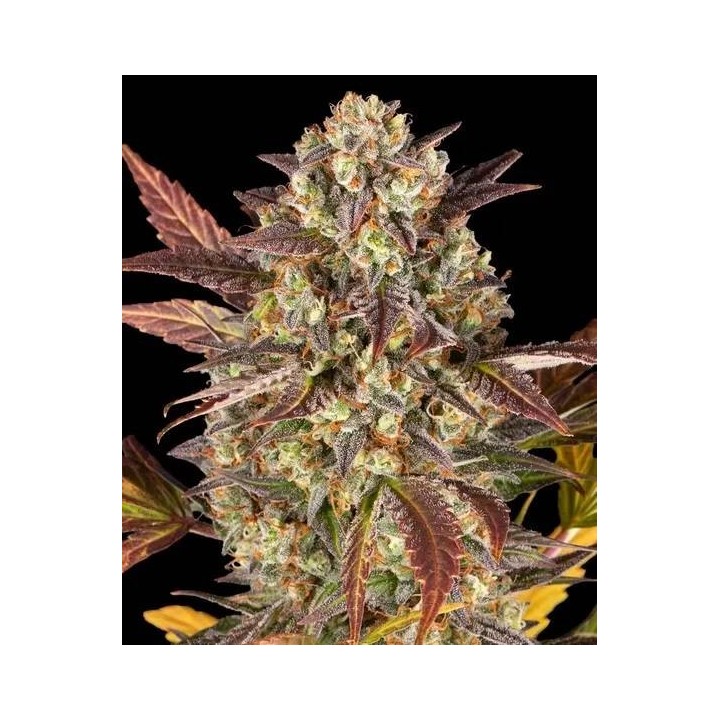 Amnesia Haze Auto