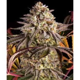 Blue Sunset Sherbet
