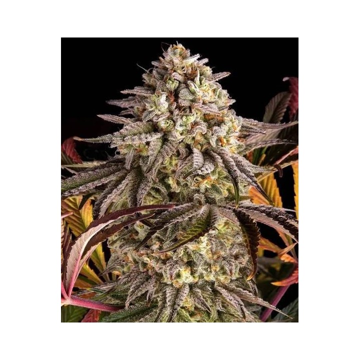 Blue Sunset Sherbet