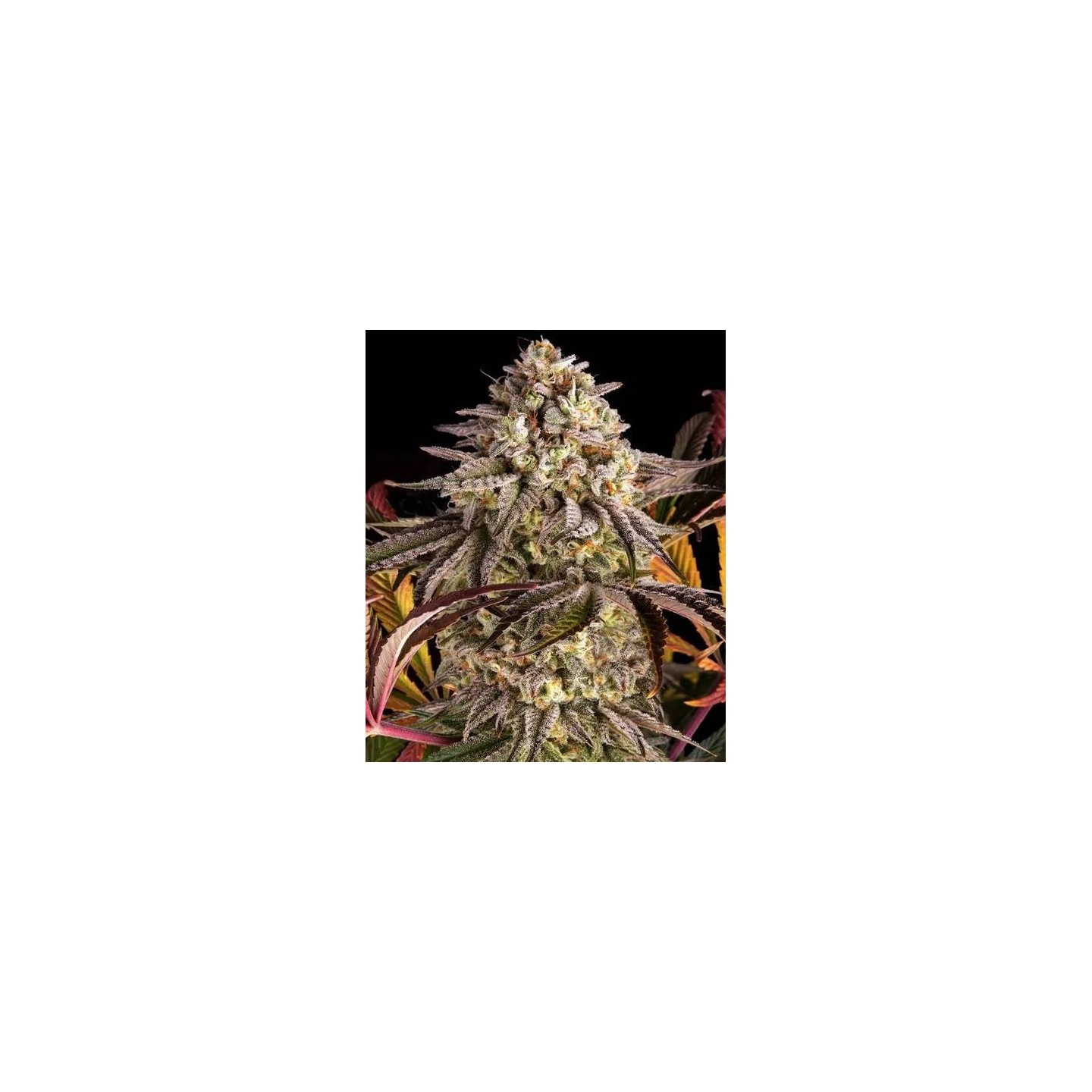 Blue Sunset Sherbet