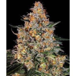 Bubba Kush